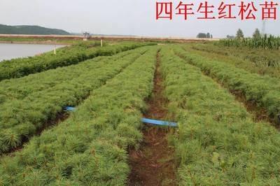專業(yè)園林綠化苗木供應與施工服務——以吉林船營太平苗圃為例