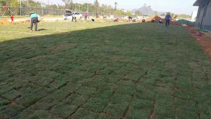 綠化工程全方位解析 從學校企業(yè)到園林施工與養(yǎng)護管理